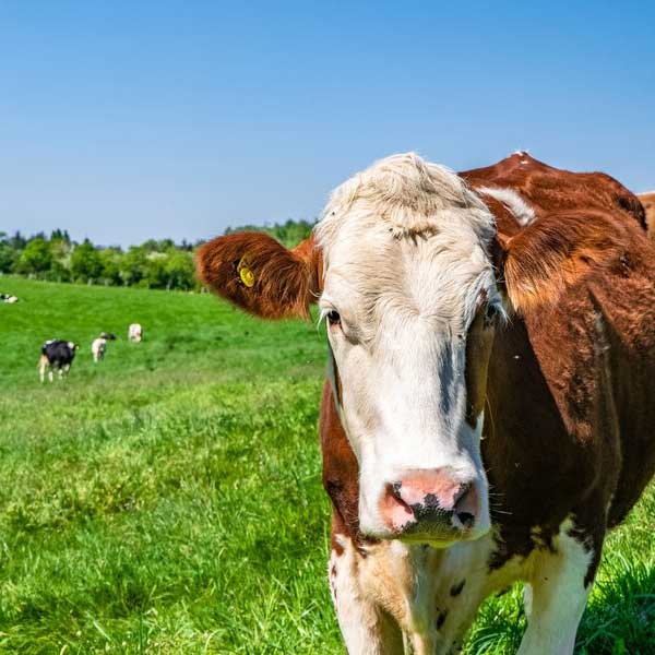 Goulburn%20Produce%20&%20Rural%20Supplies