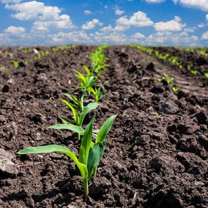 Agronomy Services